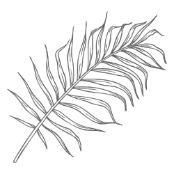 Coconut Leaf