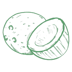 Coconut