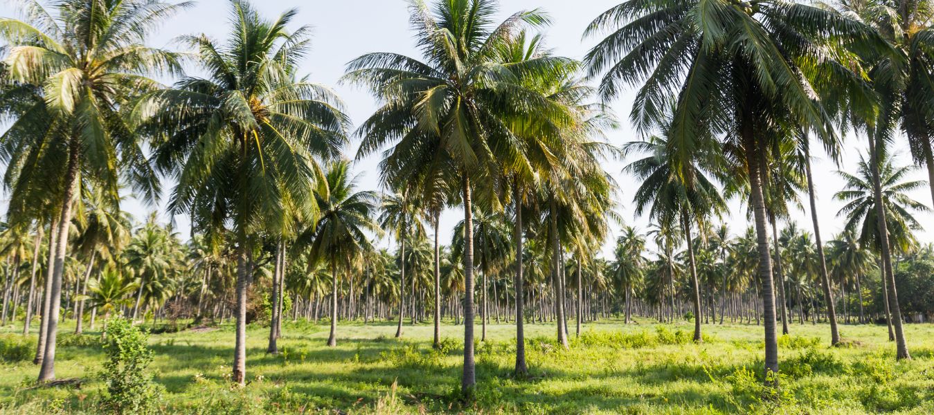 Natural Coconut Sugar as Your Trusted Source