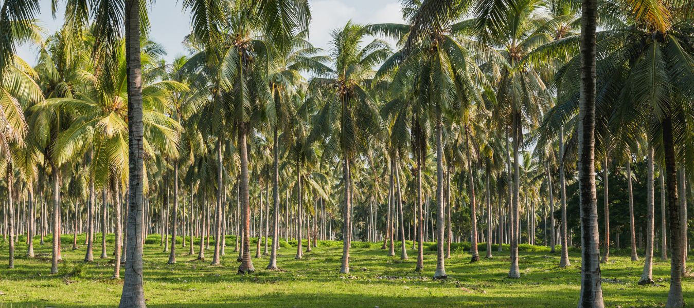 Premium Coconut Sugar for Your Business Growth